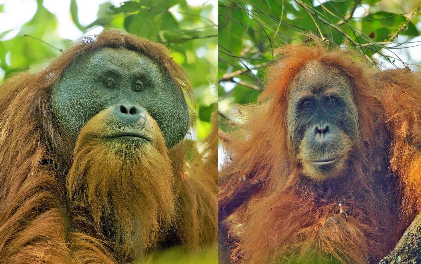 Tapanuli Orangutans (Pongo tapanuliensis): Togus, adult flanged male on the left, and an adult female on the right. Batang Toru Forest, North Sumatran