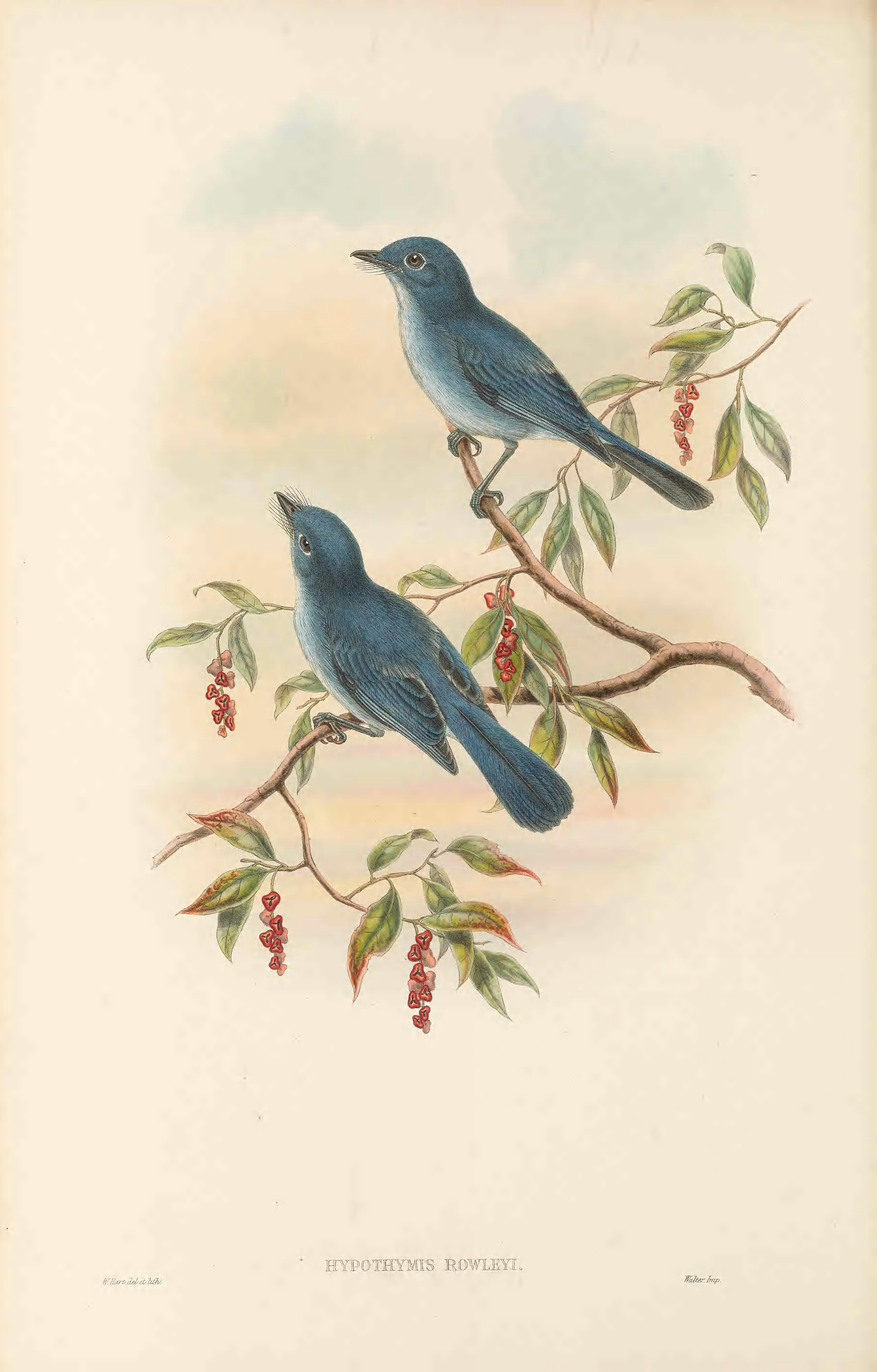 Rowley's blue-flycatcher (Hypothymis rowleyi) = Cerulean paradise-flycatcher (Eutrichomyias rowleyi)