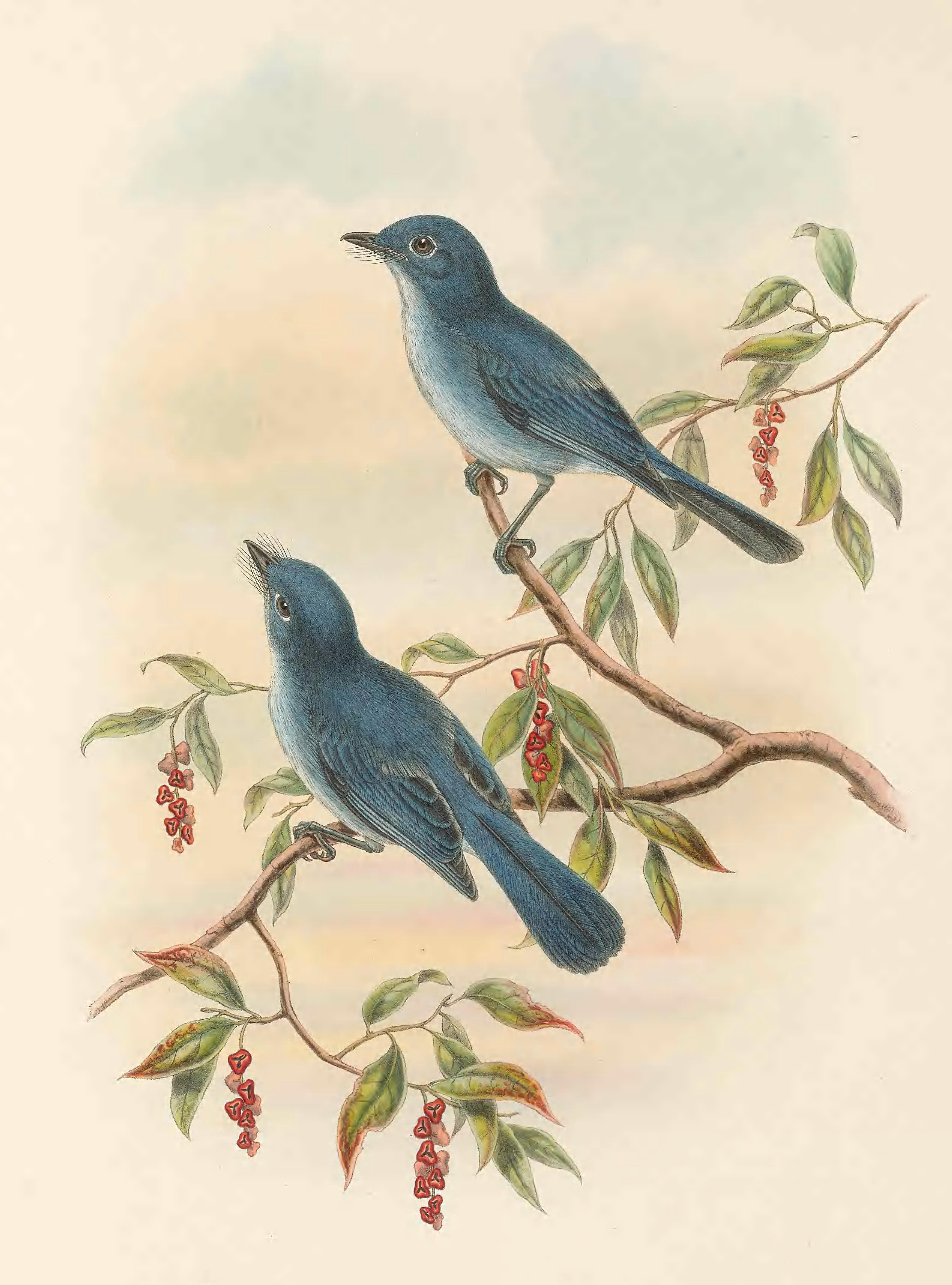 Hypothymis rowleyi = Eutrichomyias rowleyi in The birds of New Guinea and the adjacent Papuan islands : including many new species recently discovered