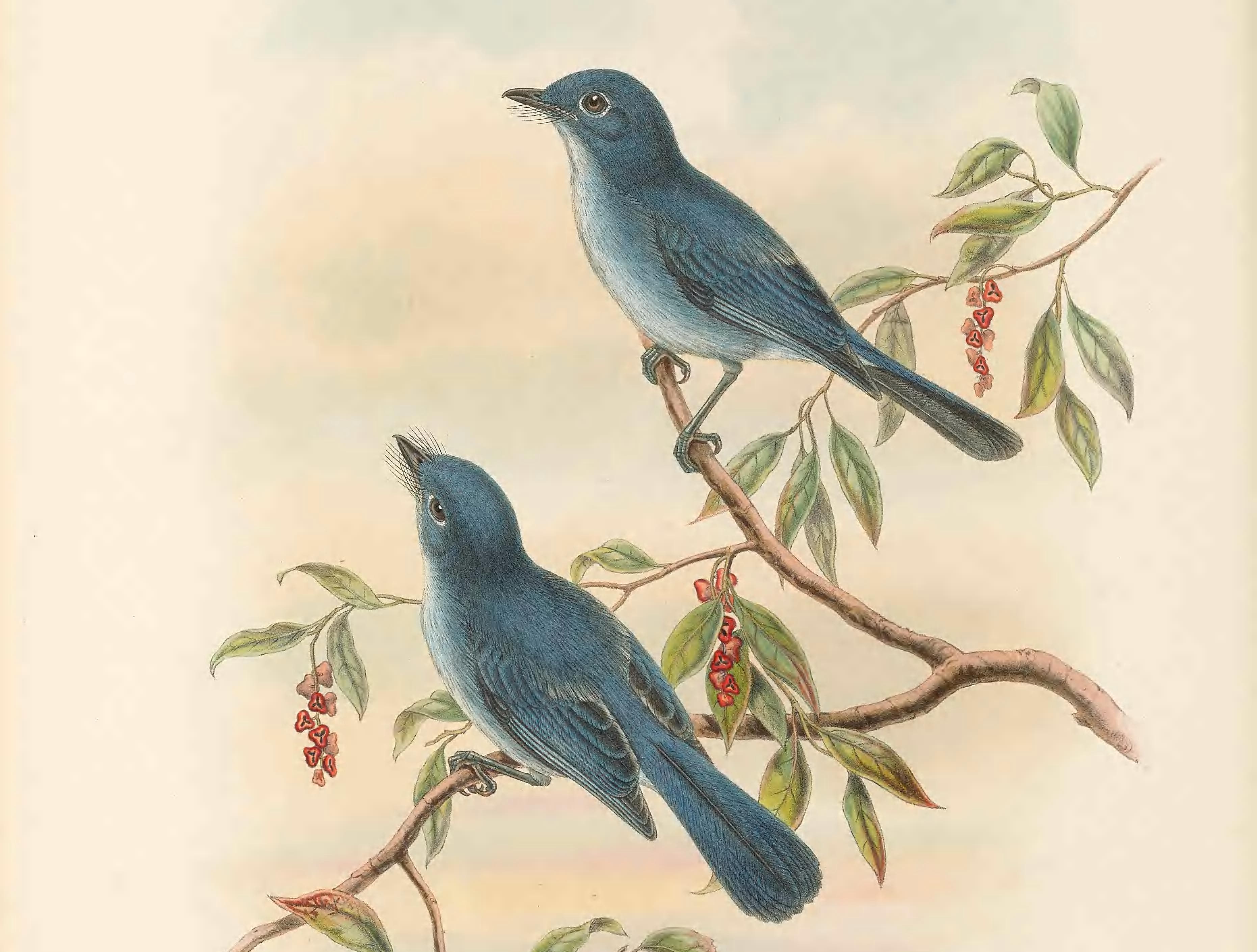 Rowley's blue-flycatcher (Hypothymis rowleyi) = Cerulean paradise-flycatcher (Eutrichomyias rowleyi)